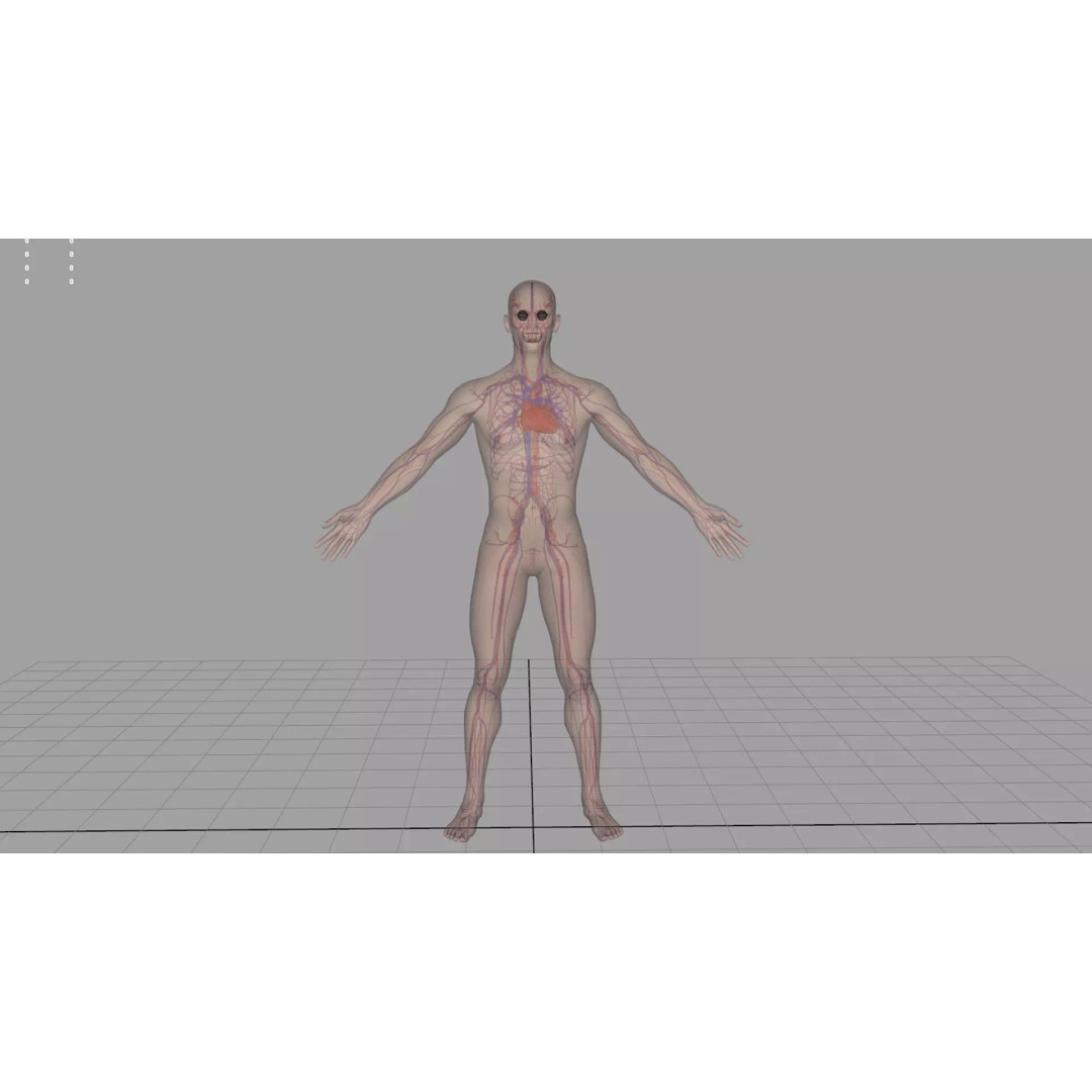 Angiology Human Anatomy 3D Model – PBR Textured Character Asset, FBX - View 2