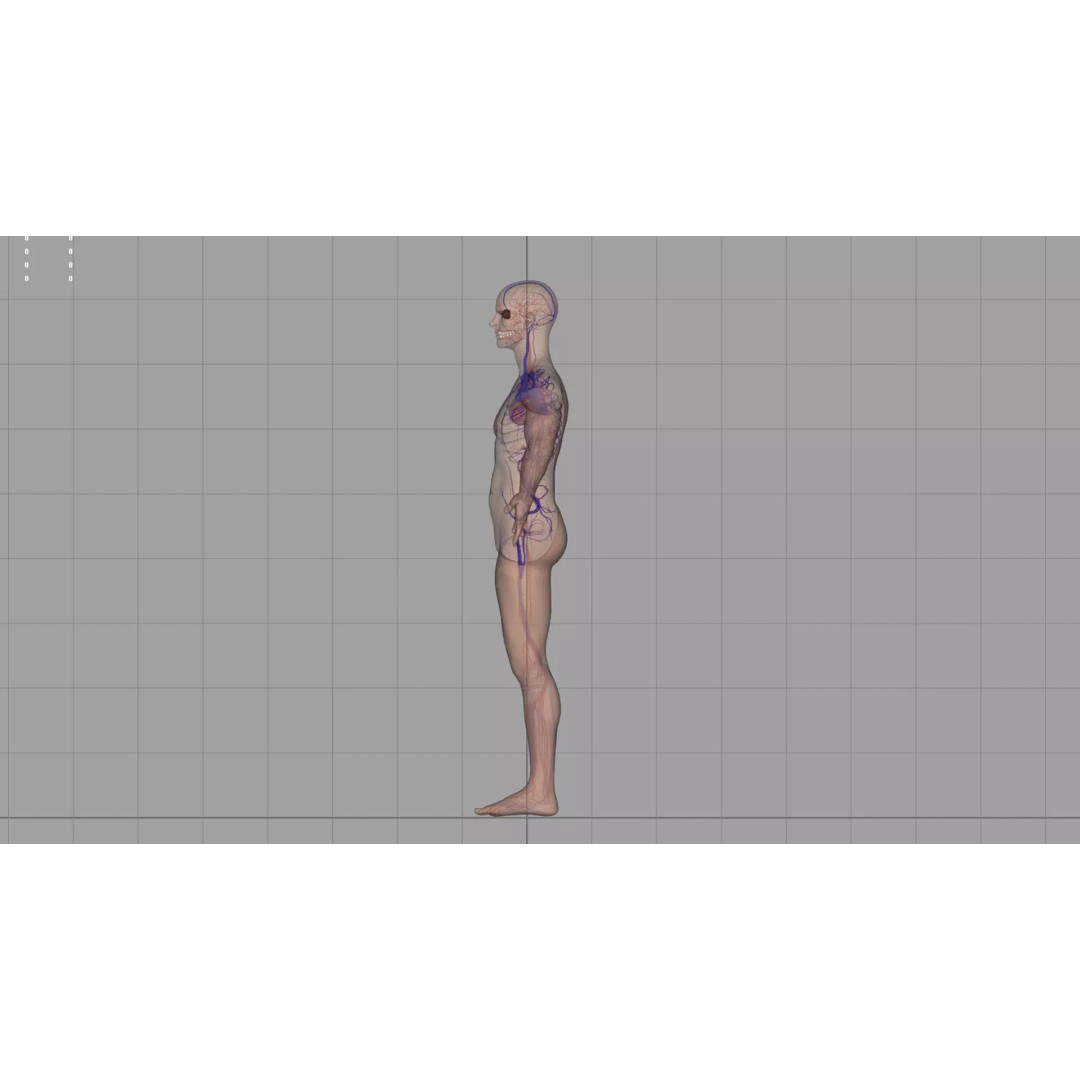 Angiology Human Anatomy 3D Model – PBR Textured Character Asset, FBX - View 3