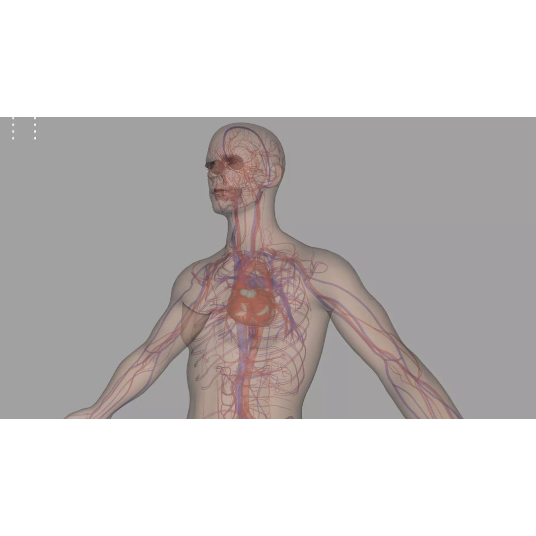 Angiology Human Anatomy 3D Model – PBR Textured Character Asset, FBX - View 6