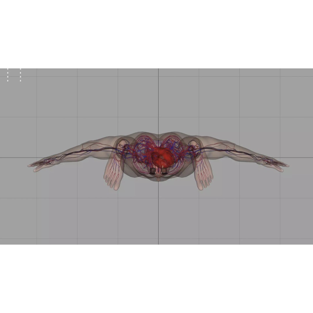 Angiology Human Anatomy 3D Model – PBR Textured Character Asset, FBX - View 7