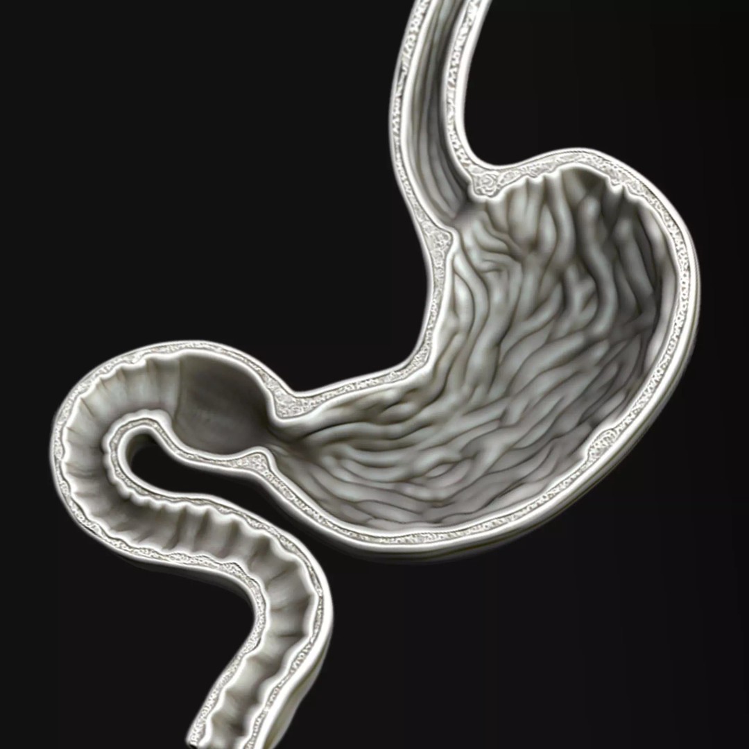 Human Stomach 3D Model – High Poly Medical Anatomy, ZTL, OBJ - View 2