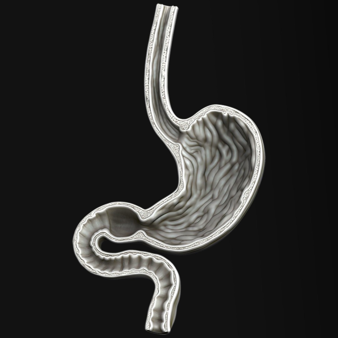 Human Stomach 3D Model – High Poly Medical Anatomy, ZTL, OBJ - View 3