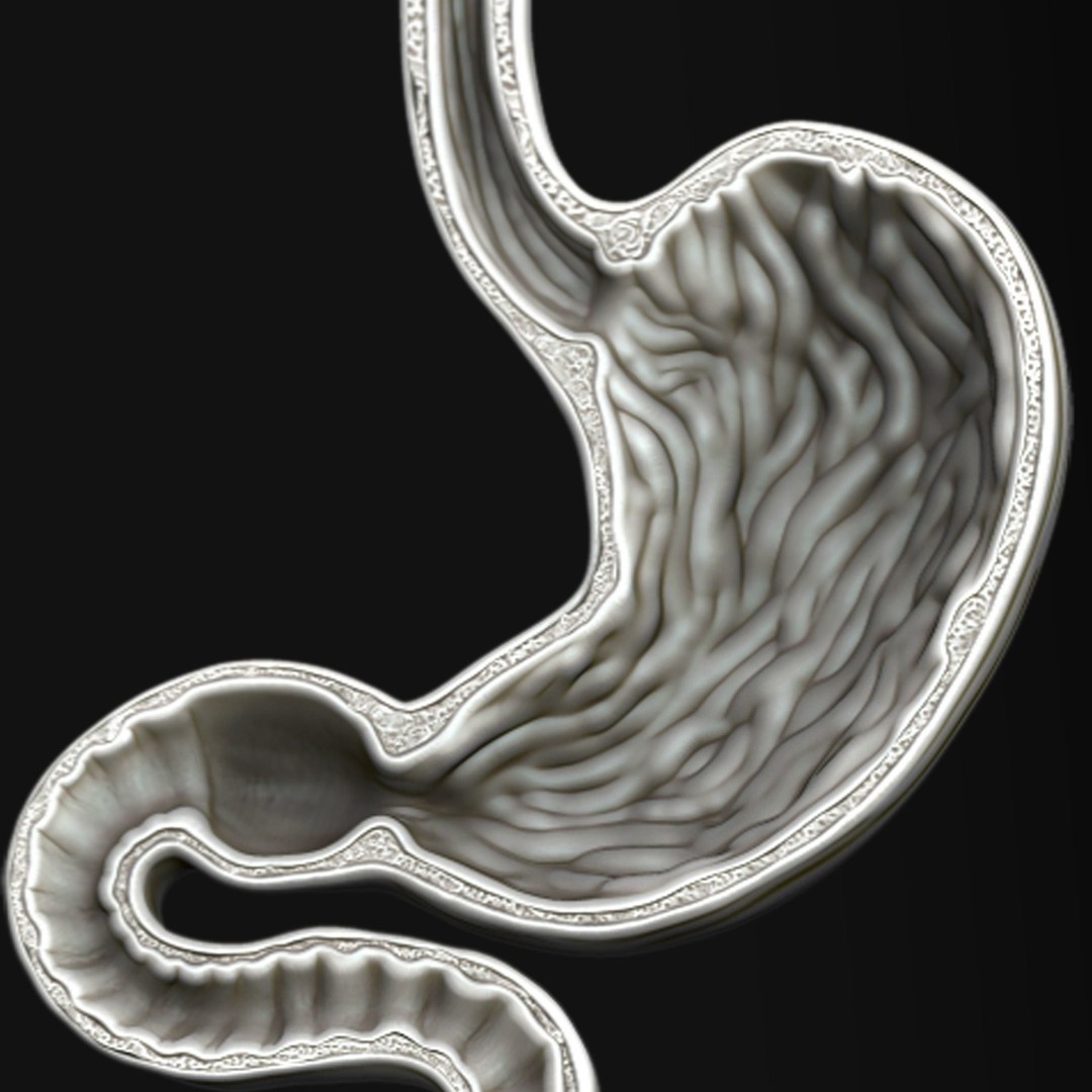 Human Stomach 3D Model – High Poly Medical Anatomy, ZTL, OBJ - View 4