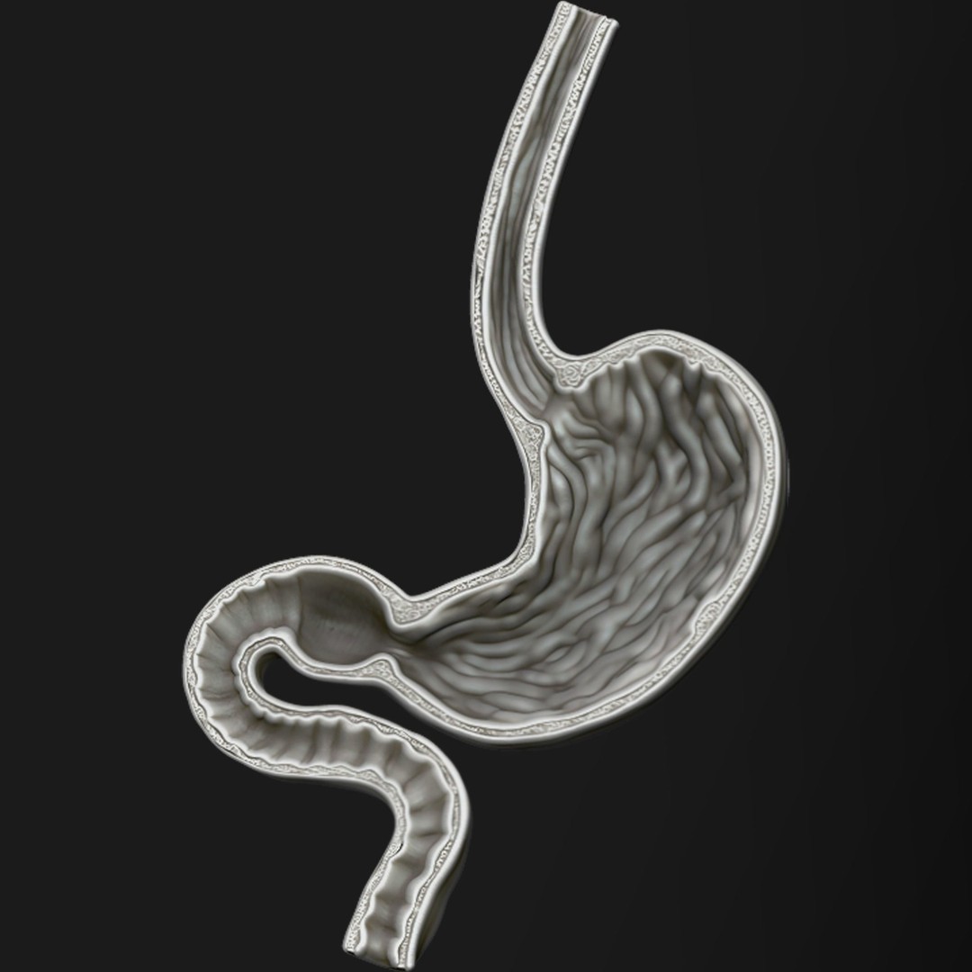 Human Stomach 3D Model – High Poly Medical Anatomy, ZTL, OBJ - View 5