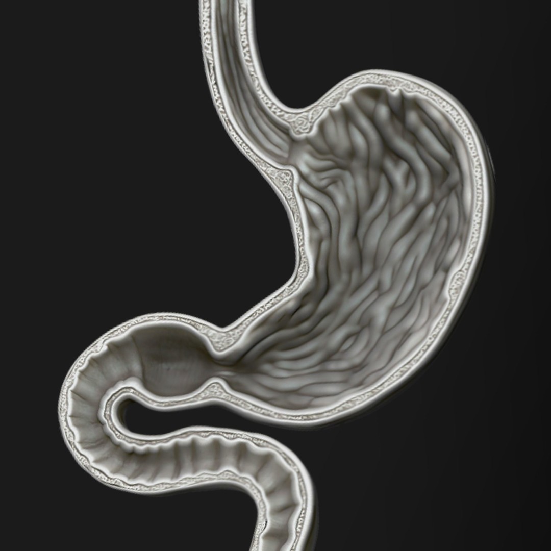 Human Stomach 3D Model – High Poly Medical Anatomy, ZTL, OBJ - View 6