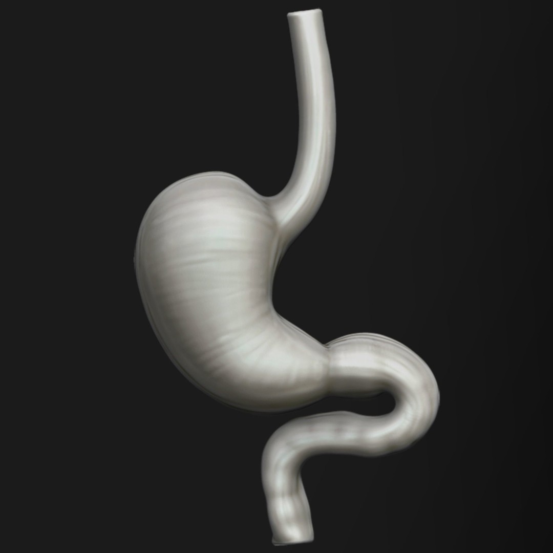 Human Stomach 3D Model – High Poly Medical Anatomy, ZTL, OBJ - View 7