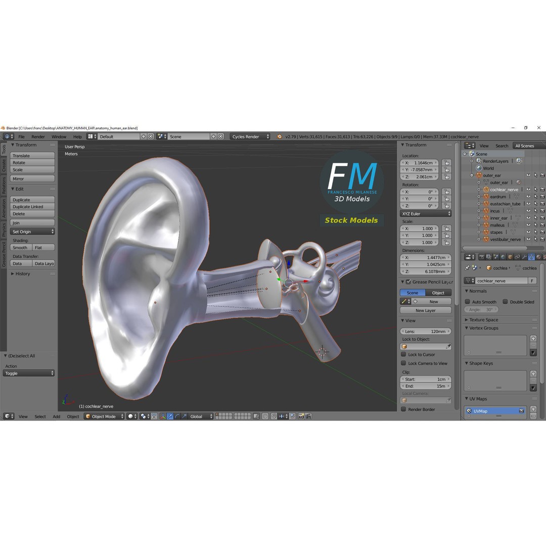 Human Ear Anatomy 3D Model – PBR Textures, FBX, OBJ Formats - View 10