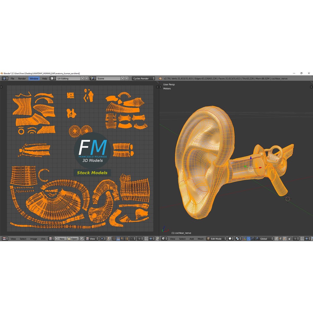 Human Ear Anatomy 3D Model – PBR Textures, FBX, OBJ Formats - View 11