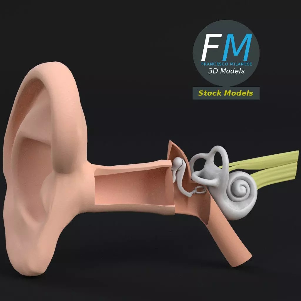 Human Ear Anatomy 3D Model – PBR Textures, FBX, OBJ Formats - View 2