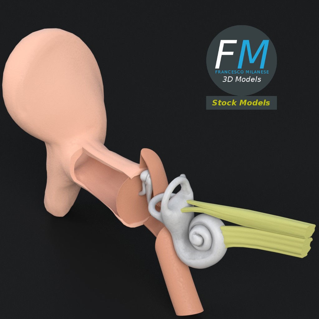 Human Ear Anatomy 3D Model – PBR Textures, FBX, OBJ Formats - View 3