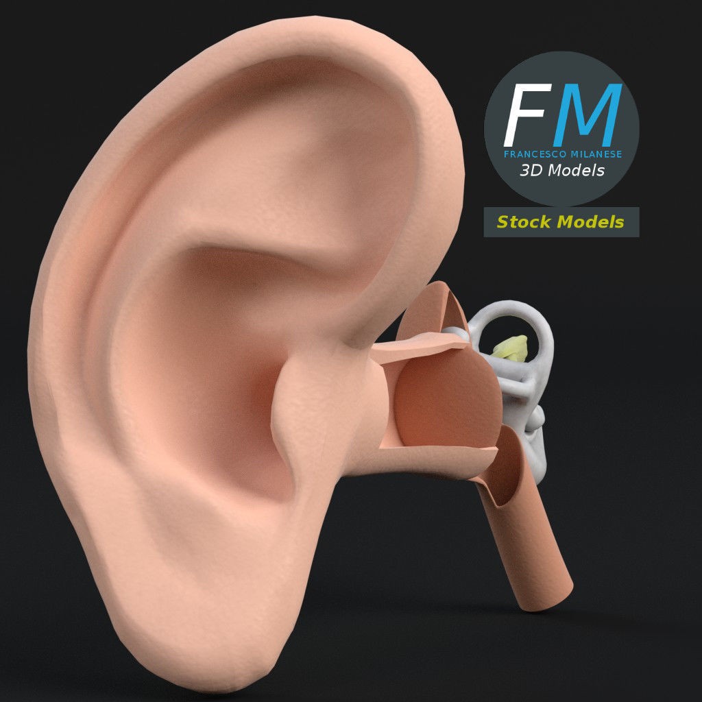Human Ear Anatomy 3D Model – PBR Textures, FBX, OBJ Formats - View 4
