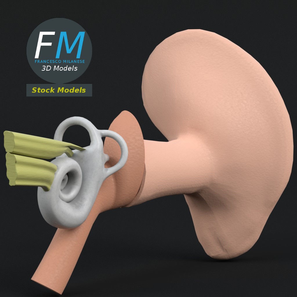 Human Ear Anatomy 3D Model – PBR Textures, FBX, OBJ Formats - View 5