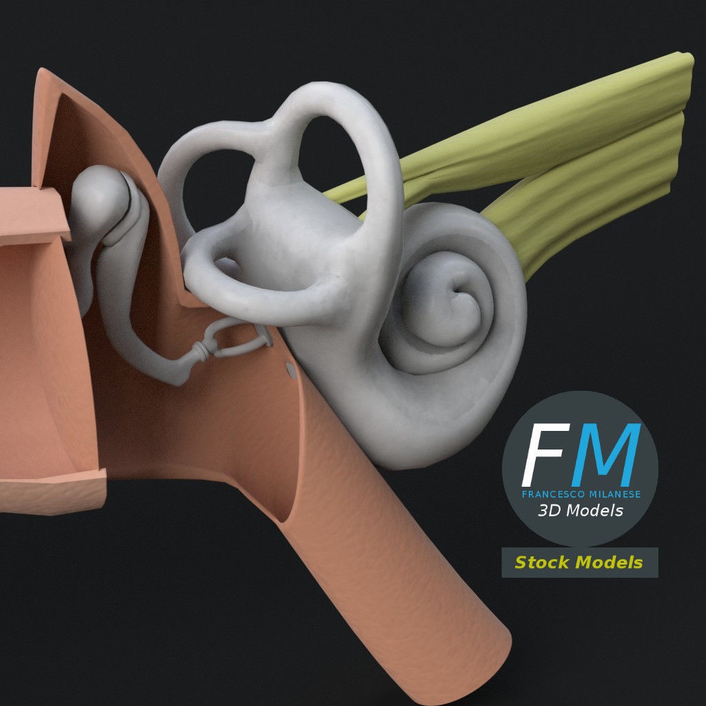 Human Ear Anatomy 3D Model – PBR Textures, FBX, OBJ Formats - View 6