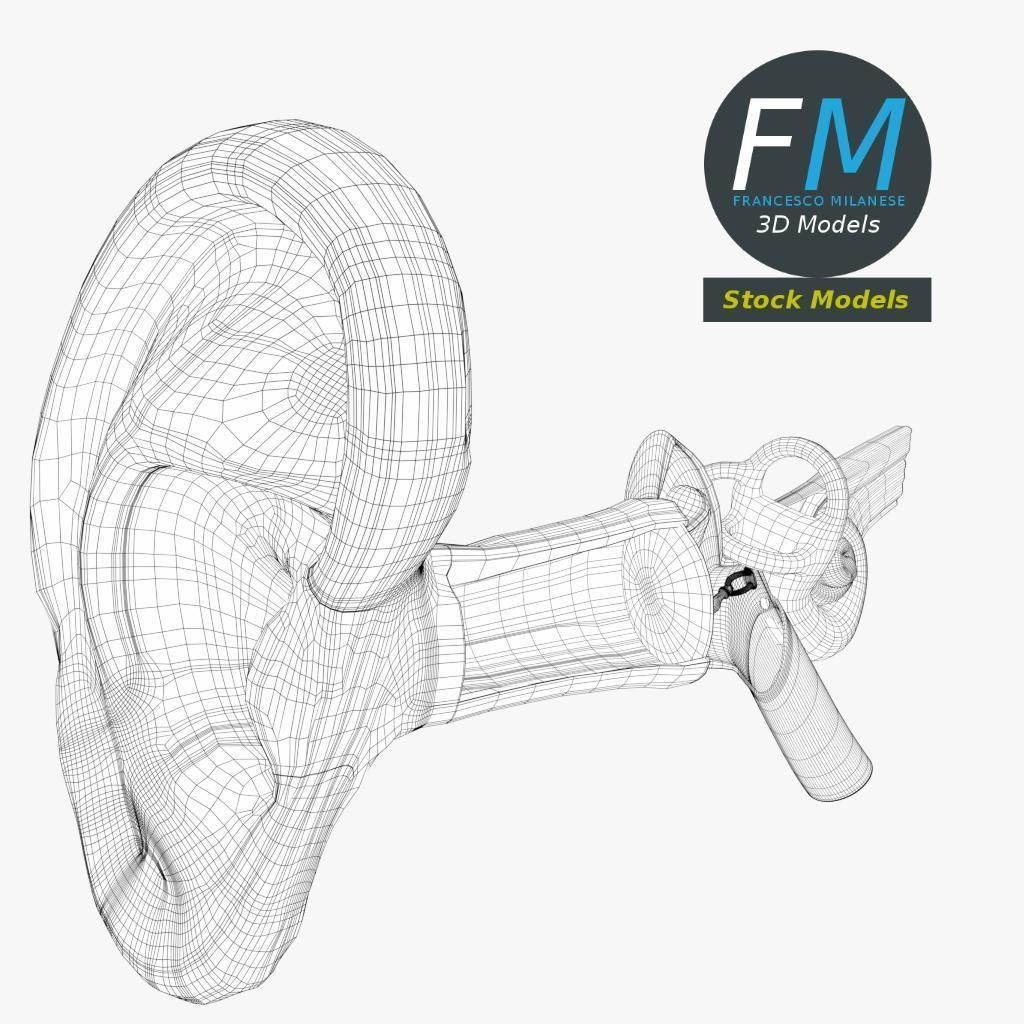 Human Ear Anatomy 3D Model – PBR Textures, FBX, OBJ Formats - View 8