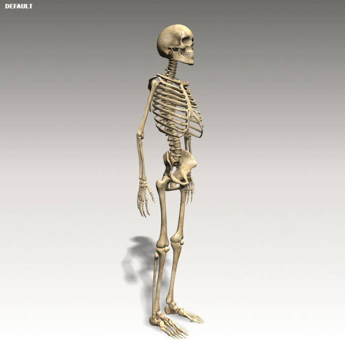 Anatomy Skeleton 3D Model – Realistic Rigged Character Asset, FBX, OBJ
