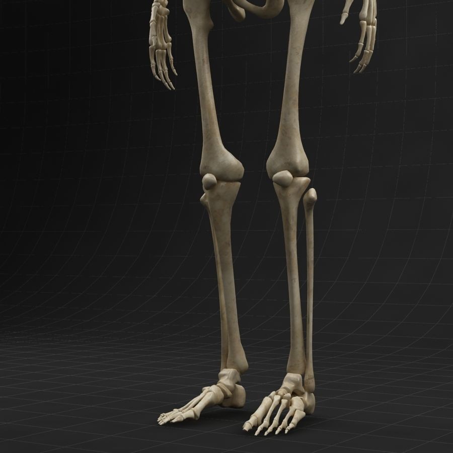Anatomy Skeleton 3D Model – Realistic Rigged Character Asset, FBX, OBJ - View 10