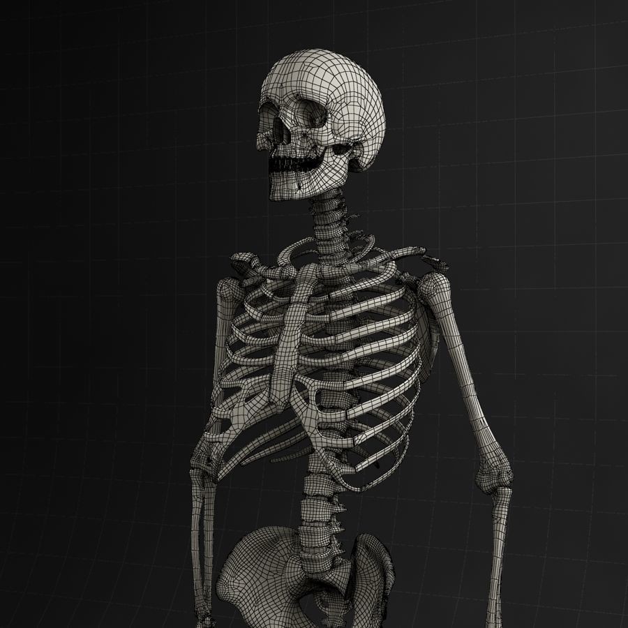 Anatomy Skeleton 3D Model – Realistic Rigged Character Asset, FBX, OBJ - View 11