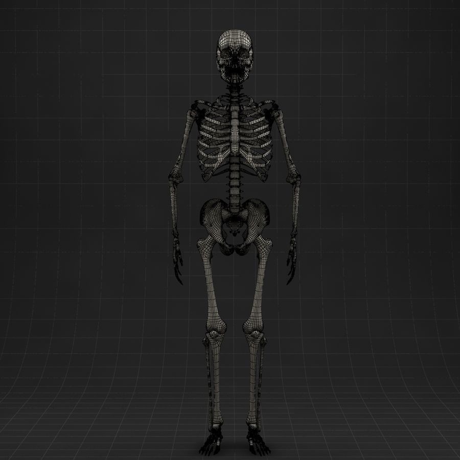 Anatomy Skeleton 3D Model – Realistic Rigged Character Asset, FBX, OBJ - View 12