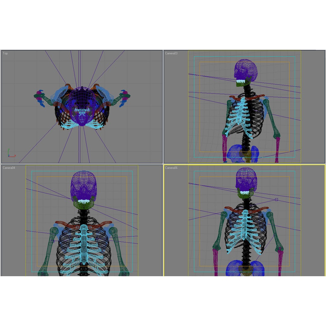 Anatomy Skeleton 3D Model – Realistic Rigged Character Asset, FBX, OBJ - View 13