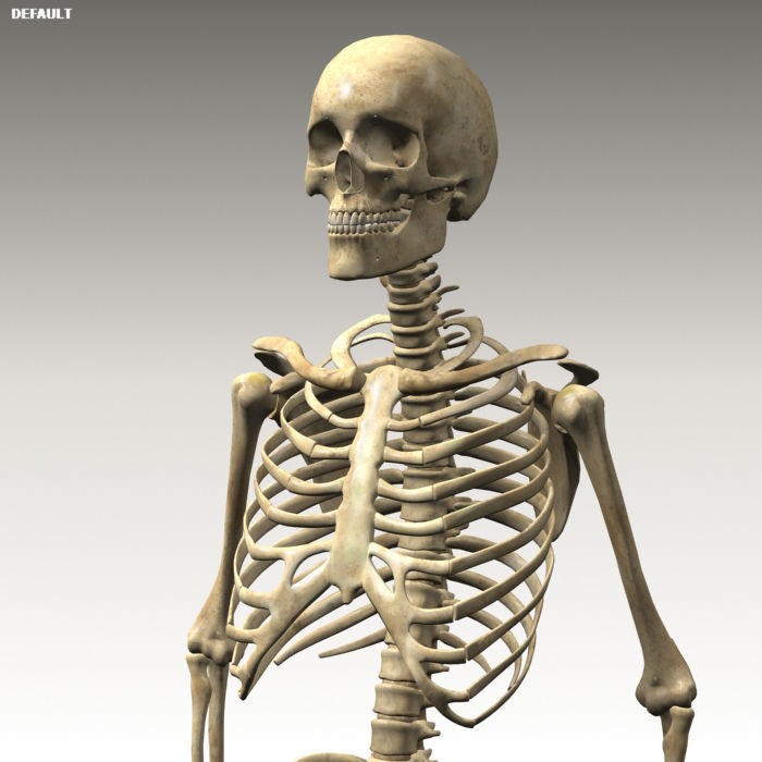 Anatomy Skeleton 3D Model – Realistic Rigged Character Asset, FBX, OBJ - View 14