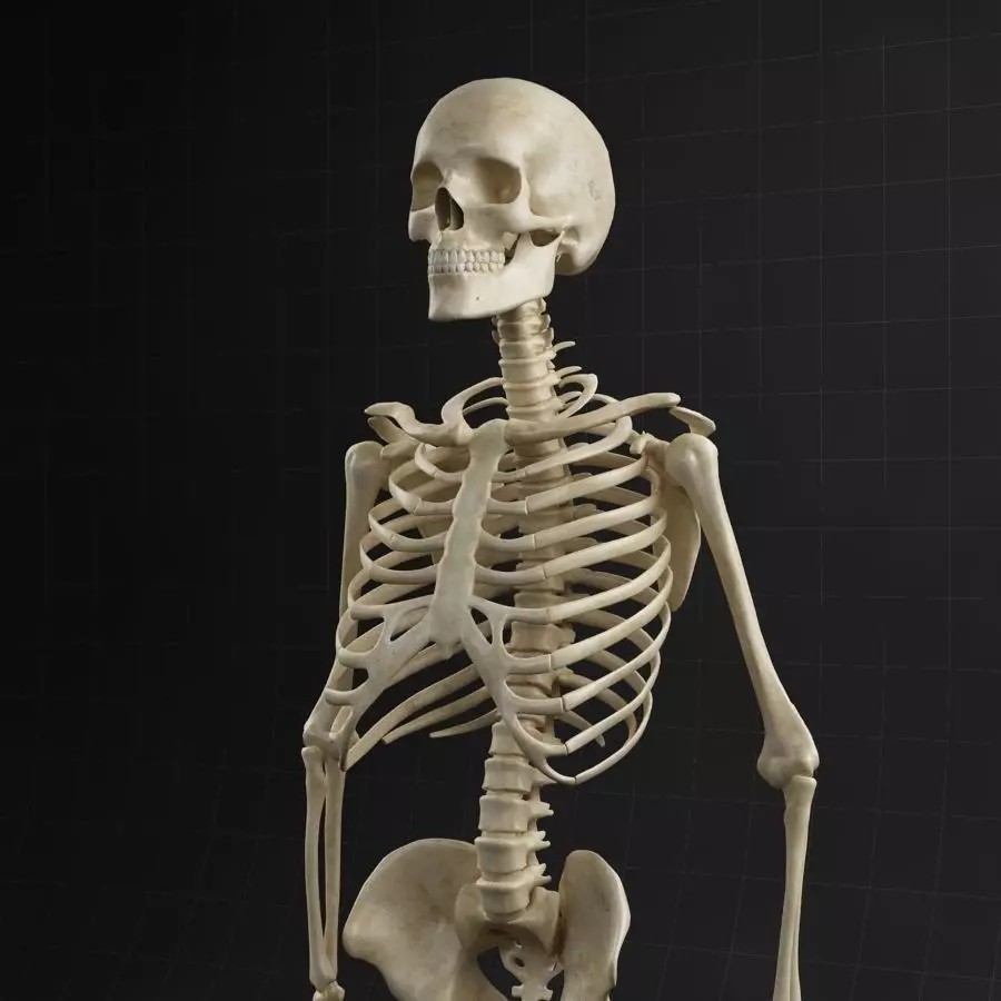 Anatomy Skeleton 3D Model – Realistic Rigged Character Asset, FBX, OBJ - View 2