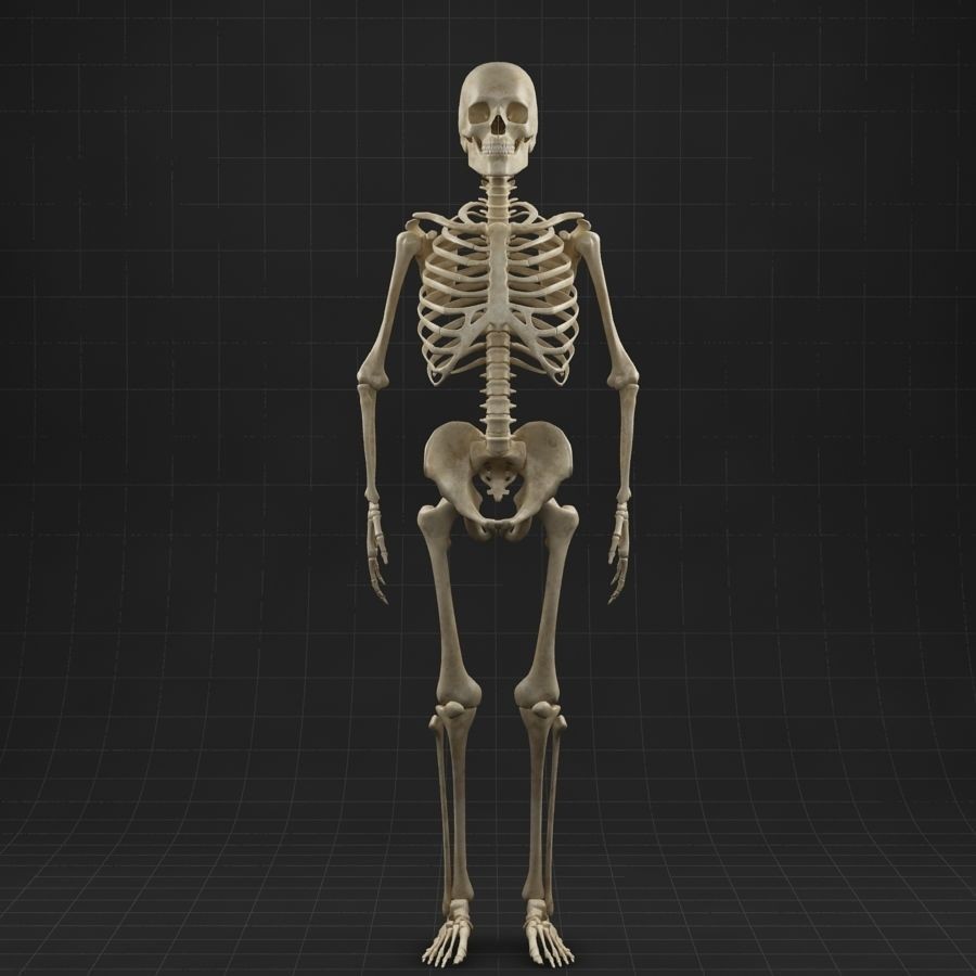 Anatomy Skeleton 3D Model – Realistic Rigged Character Asset, FBX, OBJ - View 3