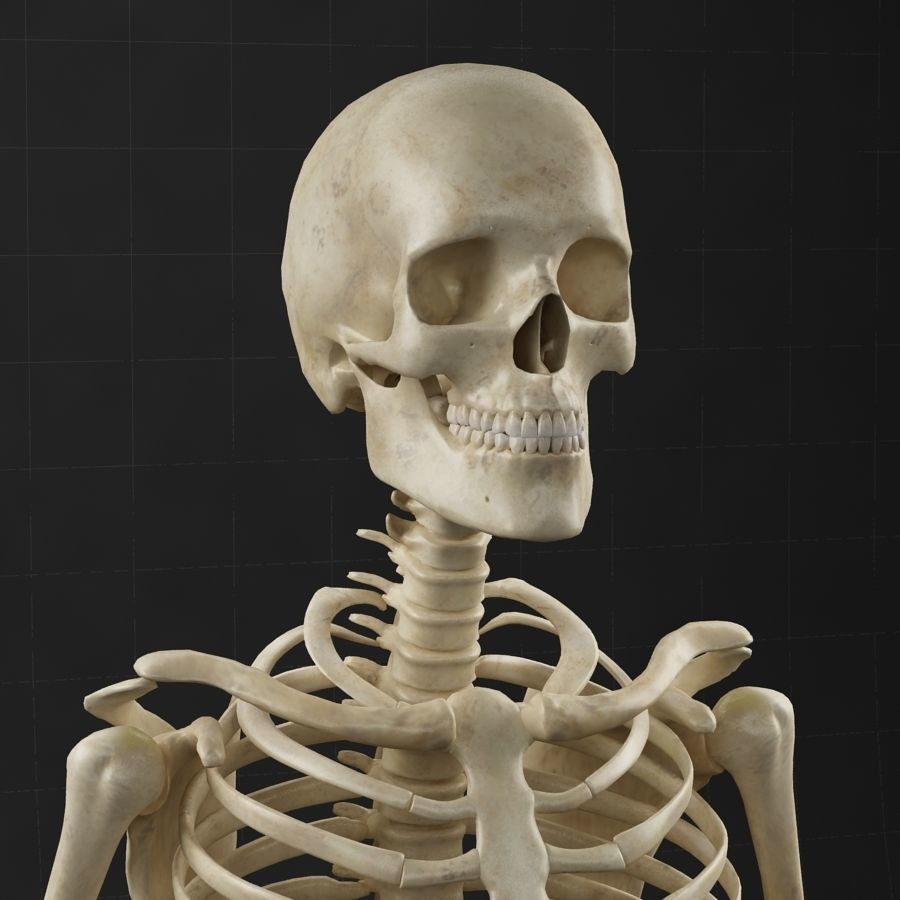 Anatomy Skeleton 3D Model – Realistic Rigged Character Asset, FBX, OBJ - View 4