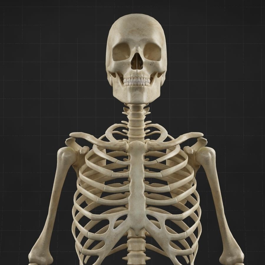 Anatomy Skeleton 3D Model – Realistic Rigged Character Asset, FBX, OBJ - View 5