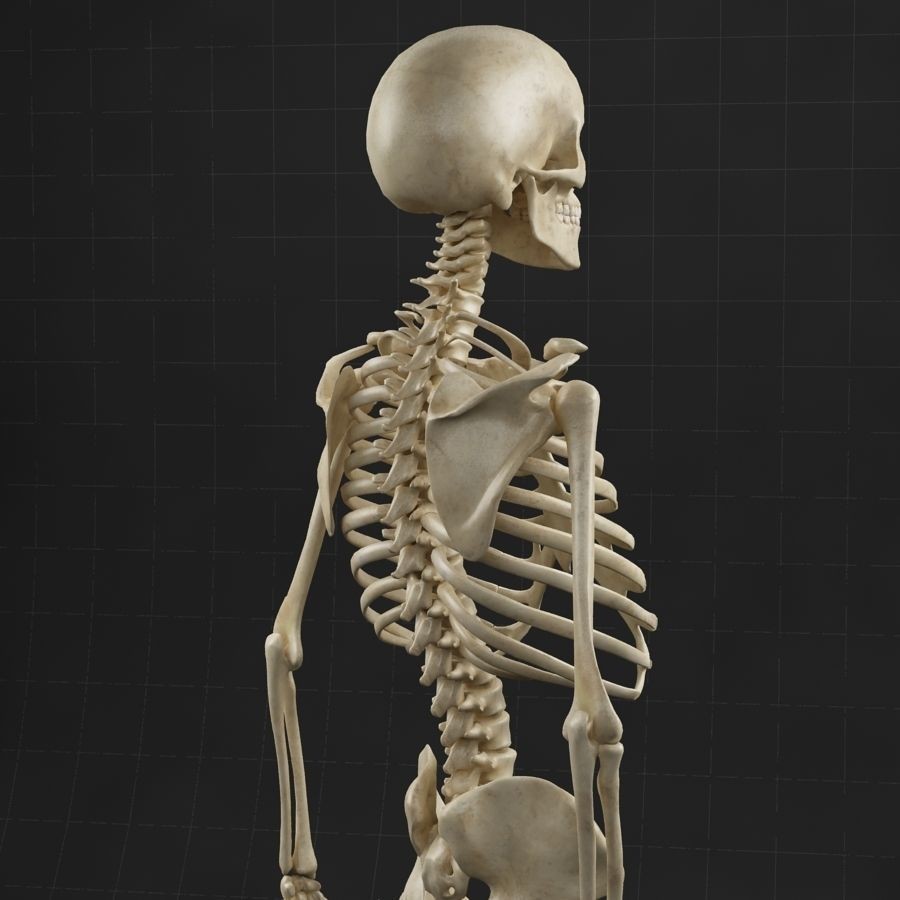 Anatomy Skeleton 3D Model – Realistic Rigged Character Asset, FBX, OBJ - View 6