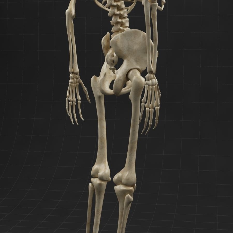 Anatomy Skeleton 3D Model – Realistic Rigged Character Asset, FBX, OBJ - View 7