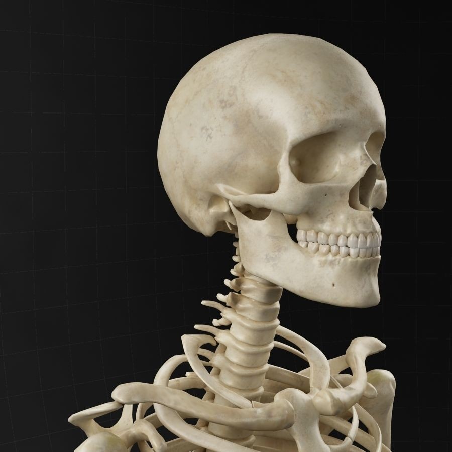 Anatomy Skeleton 3D Model – Realistic Rigged Character Asset, FBX, OBJ - View 8