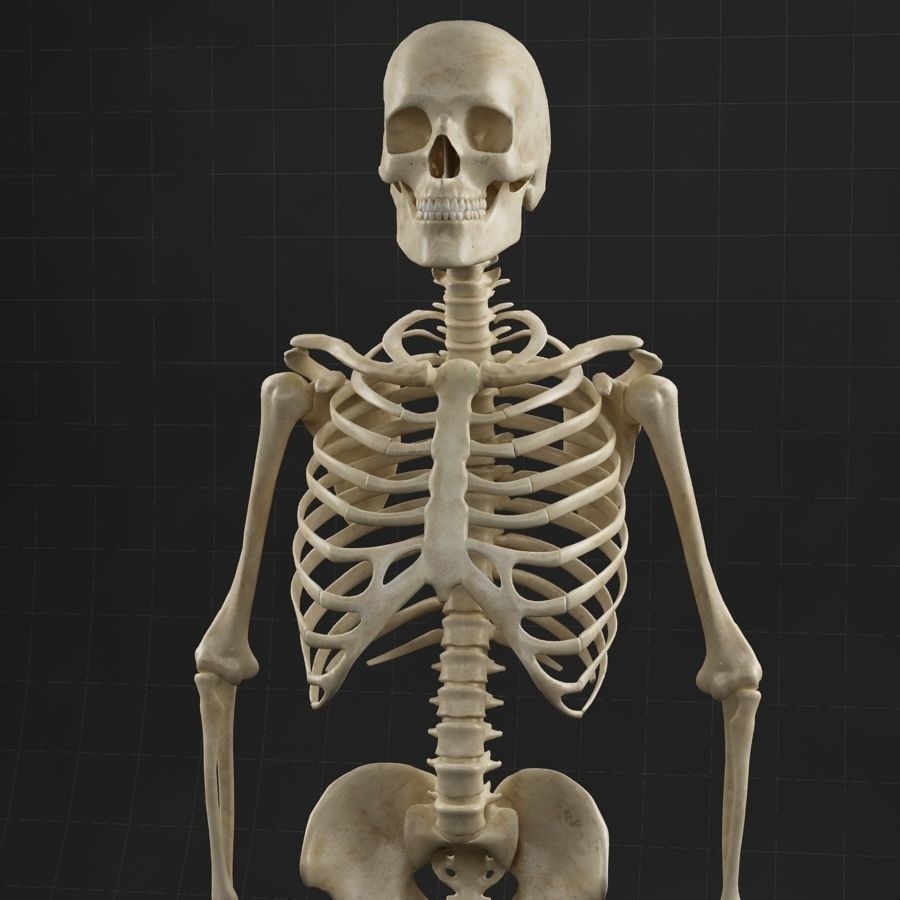 Anatomy Skeleton 3D Model – Realistic Rigged Character Asset, FBX, OBJ - View 9