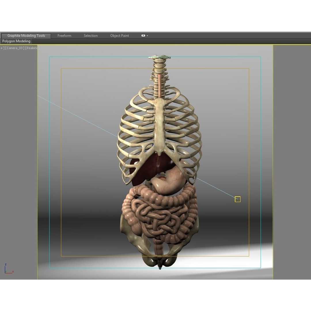 Anatomy Digestive System 3D Model – Realistic PBR Asset, FBX, OBJ