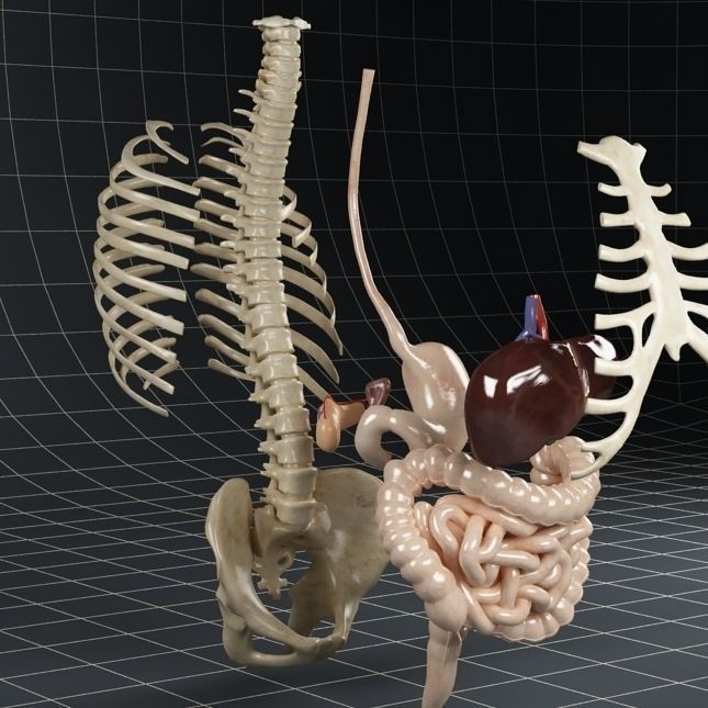 Anatomy Digestive System 3D Model – Realistic PBR Asset, FBX, OBJ - View 10