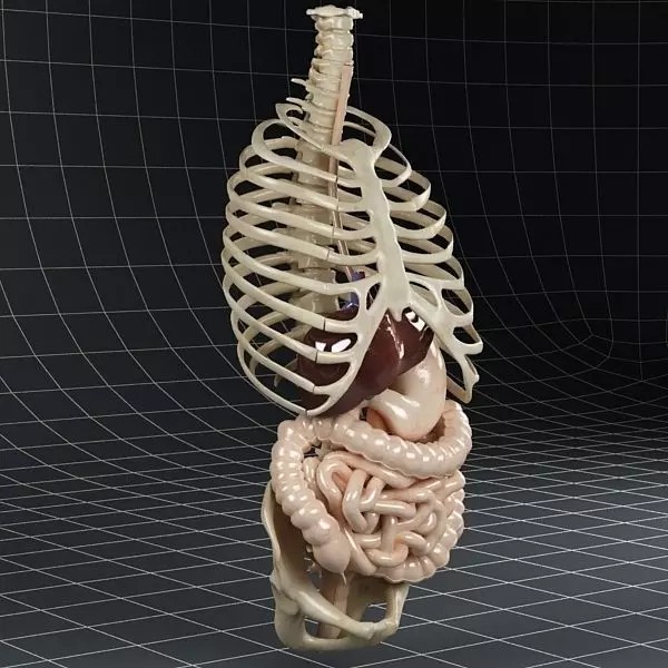 Anatomy Digestive System 3D Model – Realistic PBR Asset, FBX, OBJ - View 2