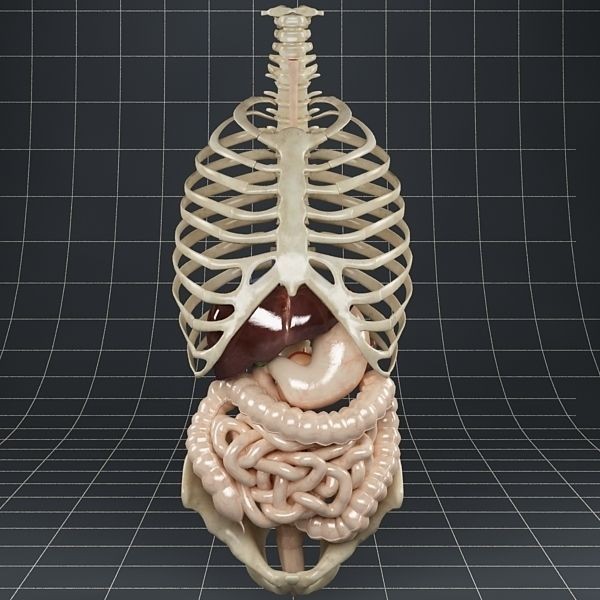 Anatomy Digestive System 3D Model – Realistic PBR Asset, FBX, OBJ - View 3