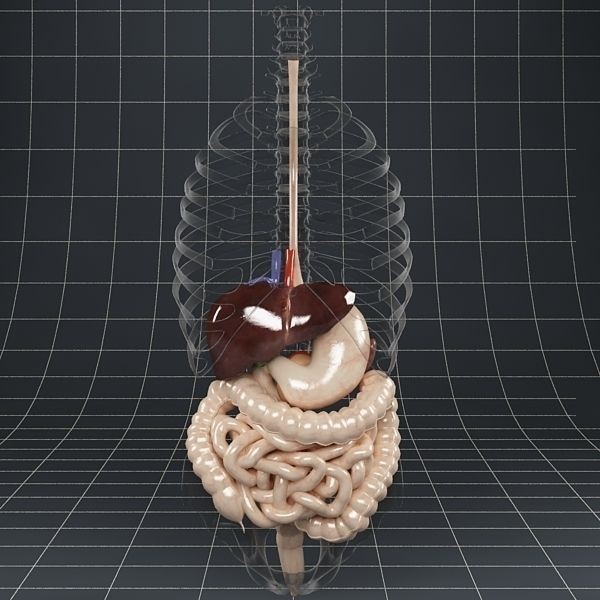 Anatomy Digestive System 3D Model – Realistic PBR Asset, FBX, OBJ - View 4