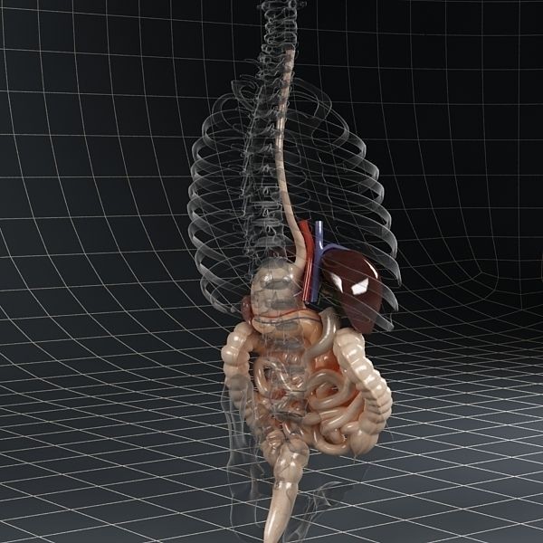Anatomy Digestive System 3D Model – Realistic PBR Asset, FBX, OBJ - View 5