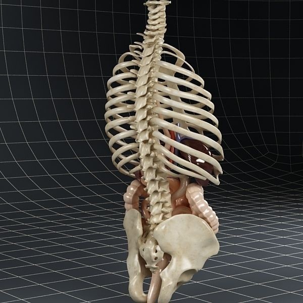 Anatomy Digestive System 3D Model – Realistic PBR Asset, FBX, OBJ - View 6