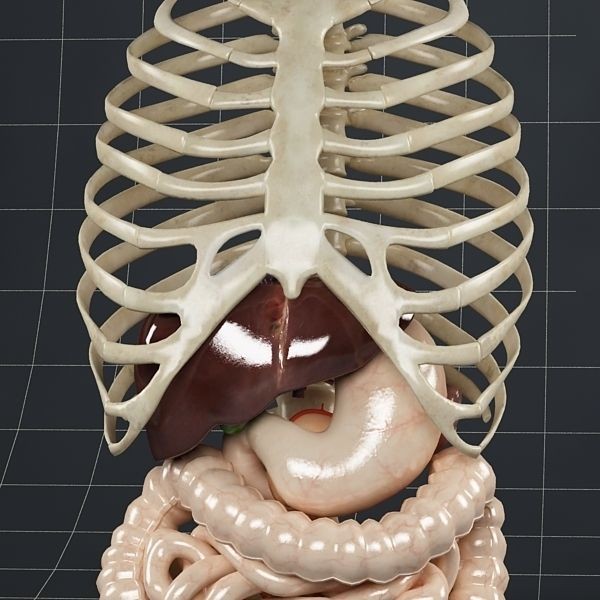 Anatomy Digestive System 3D Model – Realistic PBR Asset, FBX, OBJ - View 7
