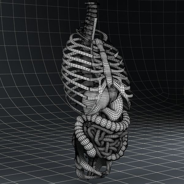 Anatomy Digestive System 3D Model – Realistic PBR Asset, FBX, OBJ - View 9