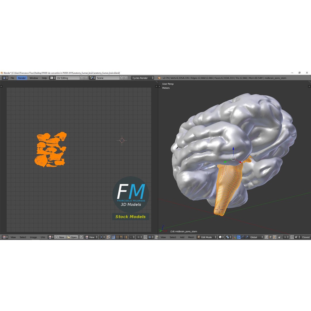 Human Brain 3D Model – Stylized Anatomy Asset with PBR Textures - View 11