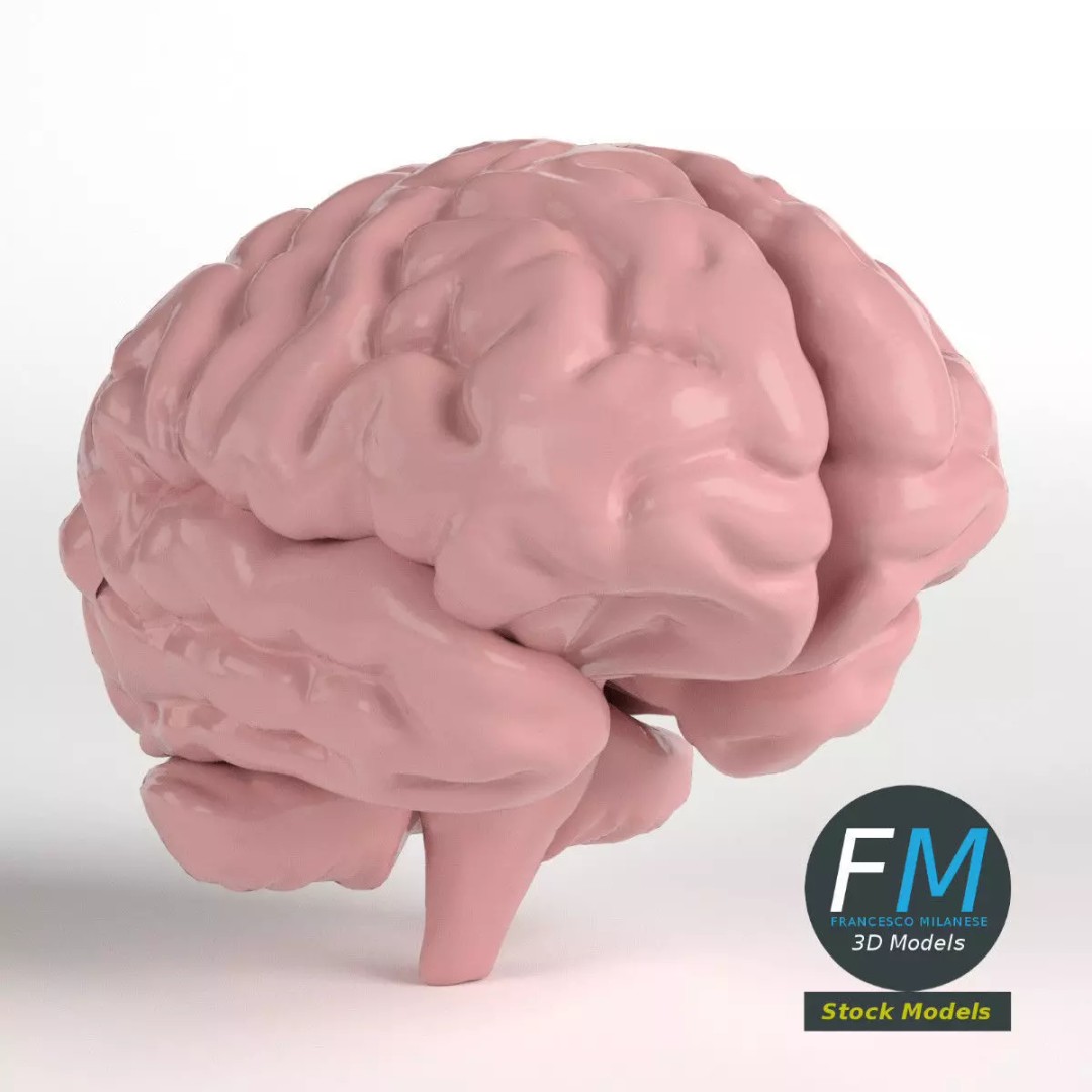 Human Brain 3D Model – Stylized Anatomy Asset with PBR Textures - View 2