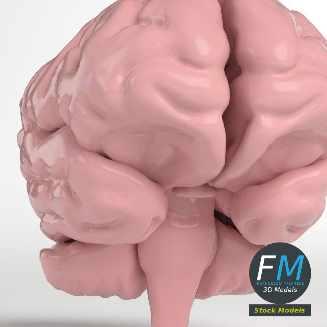 Human Brain 3D Model – Stylized Anatomy Asset with PBR Textures - View 3