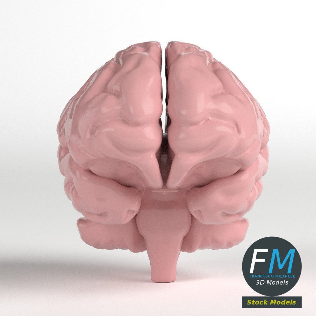 Human Brain 3D Model – Stylized Anatomy Asset with PBR Textures - View 4