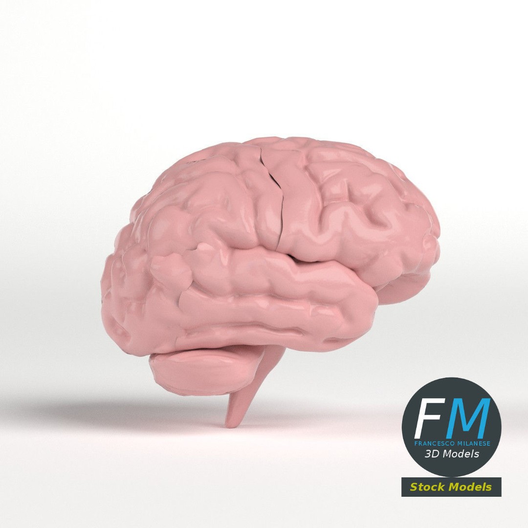 Human Brain 3D Model – Stylized Anatomy Asset with PBR Textures - View 5