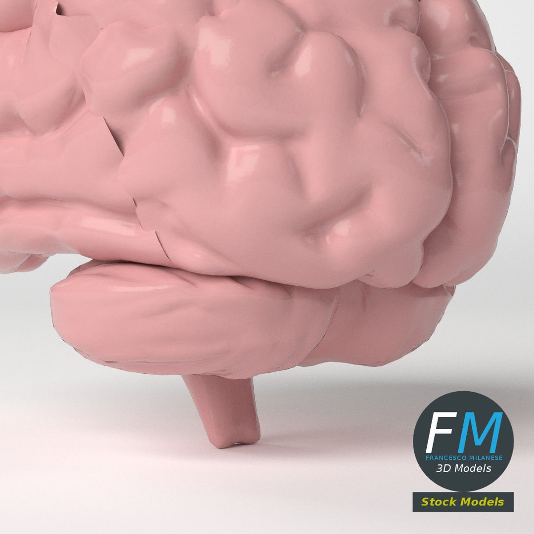 Human Brain 3D Model – Stylized Anatomy Asset with PBR Textures - View 6