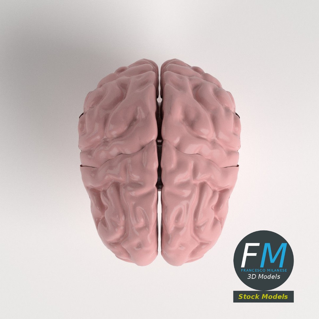 Human Brain 3D Model – Stylized Anatomy Asset with PBR Textures - View 7
