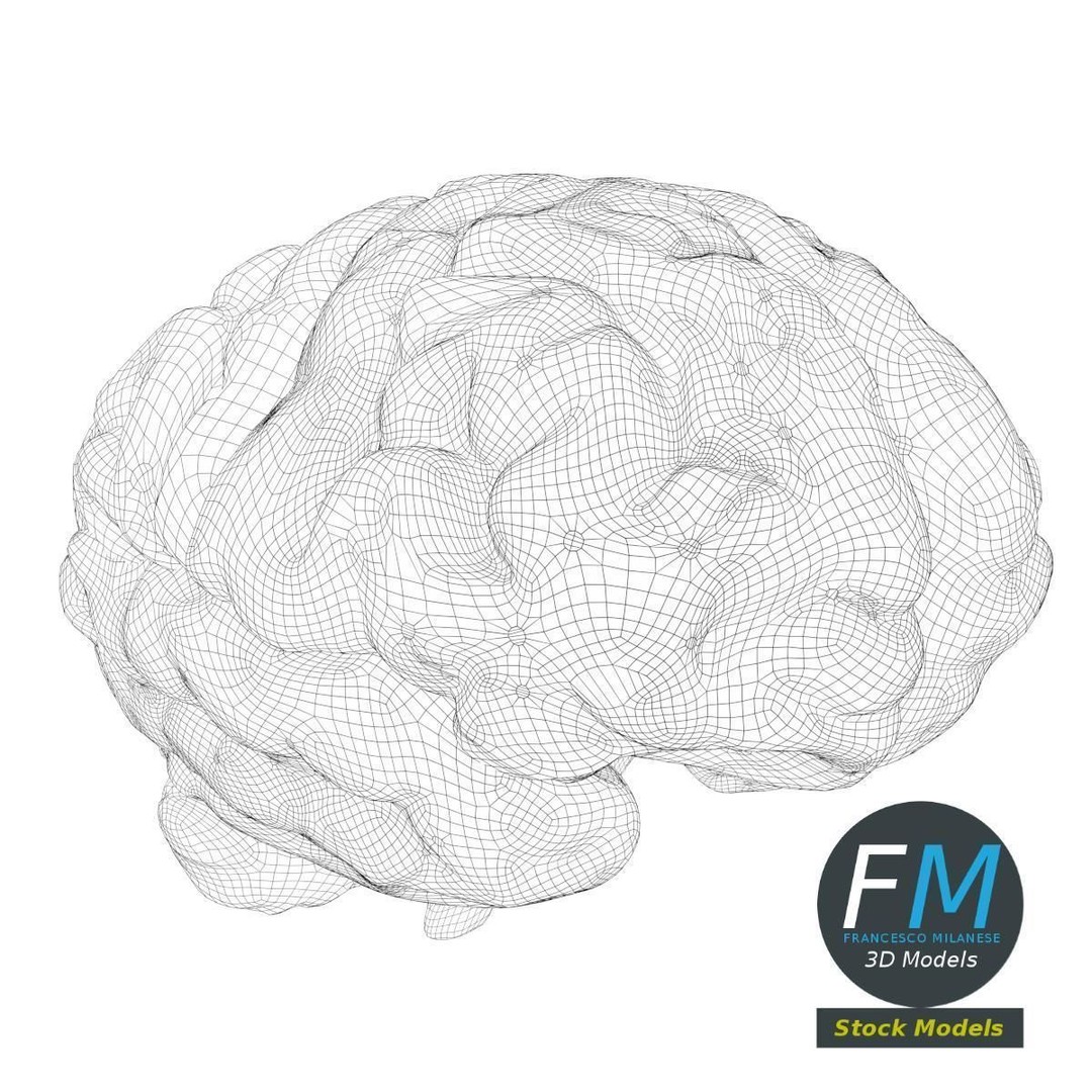 Human Brain 3D Model – Stylized Anatomy Asset with PBR Textures - View 8