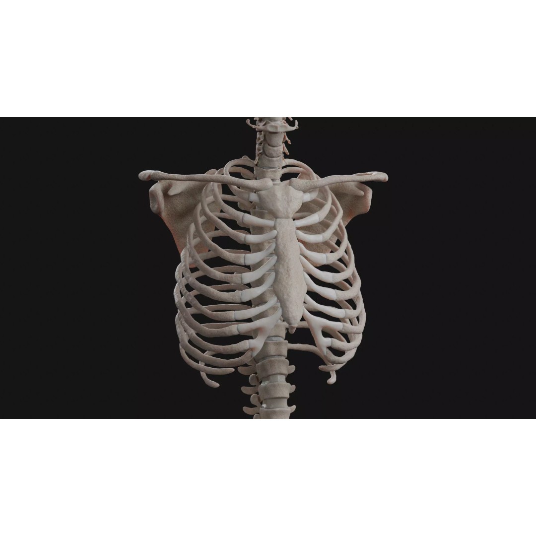 Male Human Anatomy 3D Model – High Poly Medical Visualization, Blender - View 10